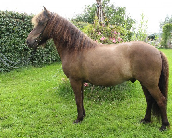 horse Farsaell (Iceland Horse, 2010)