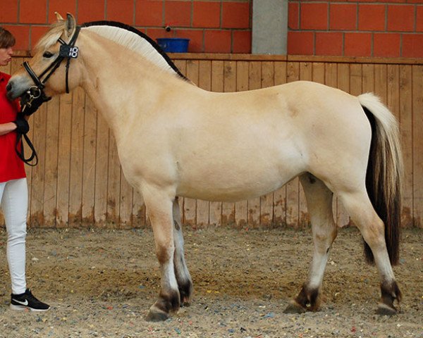 horse Haida (Fjord Horse, 2019, from Kjartan)