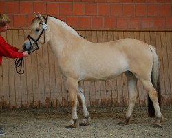 Pferd Lea (Fjordpferd, 2019, von Glød)