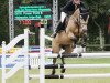 jumper Power Point (German Riding Pony, 2006, from FS Pearcy Pearson)