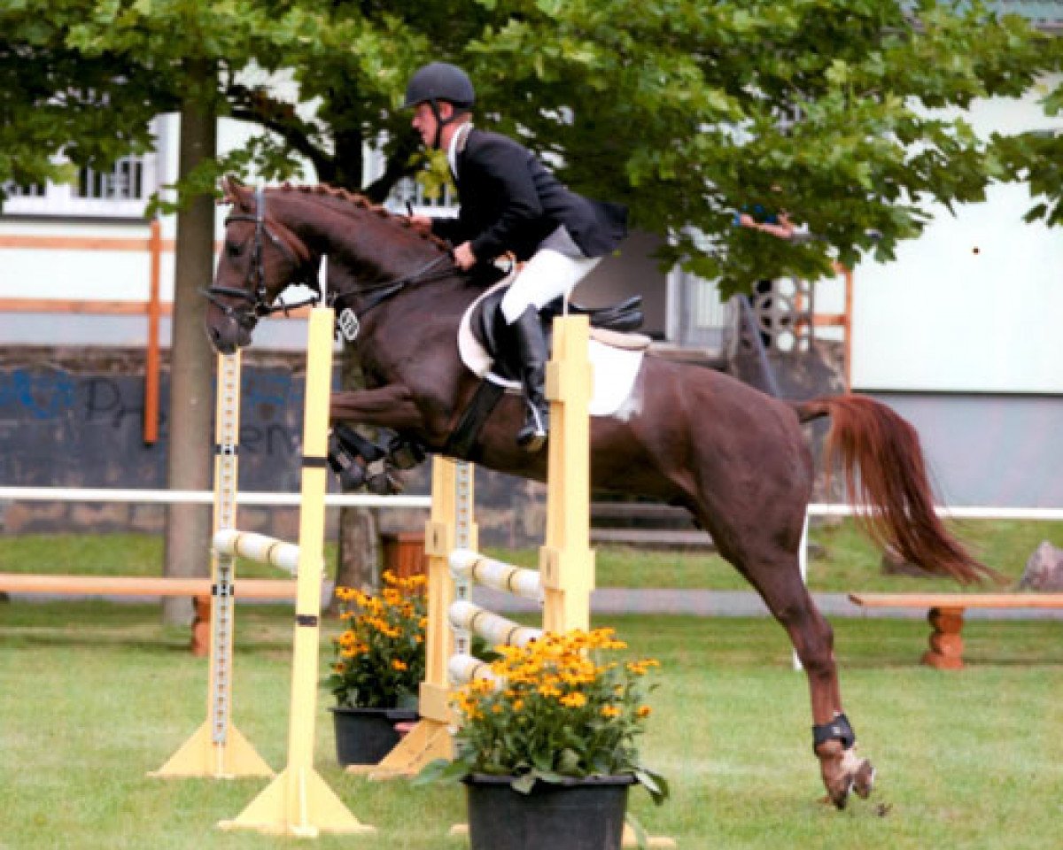 dressage horse Kaiserstuhl (German Riding Pony, 2008, from Krazy King)