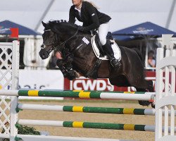 jumper Constantino 5 (German Riding Pony, 2006, from Constantin)