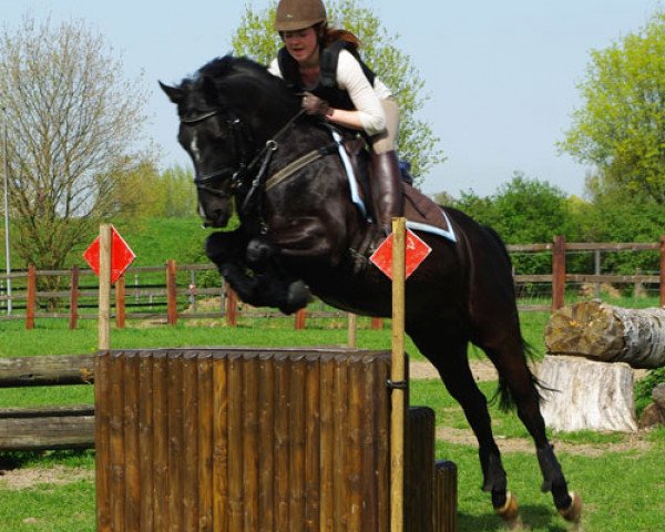 Springpferd Vasques (Deutsches Reitpony, 2004, von Vincente)