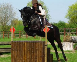 jumper Vasques (German Riding Pony, 2004, from Vincente)