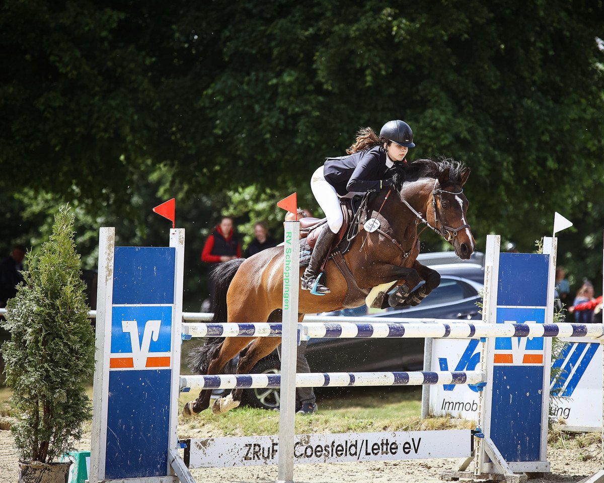 Springpferd Miss Saigon 32 (Deutsches Reitpony, 2006, von Man in Black)