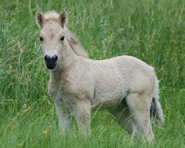 horse Sammy (Fjord Horse, 2022, from Vacceur)