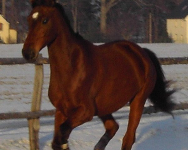 Pferd Freixenet (Sachse, 1995, von Freund)