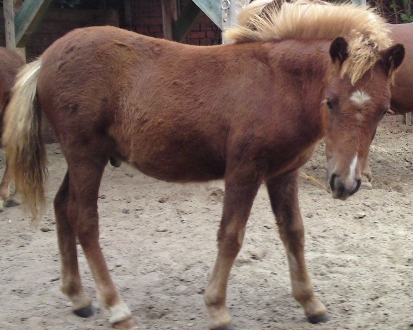 Pferd Askan vom Purnitzgrund (Shetland Pony, 2011, von Apollo vom Purnitzgrund)