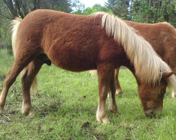 Pferd Miro (Shetland Pony, 2011, von Mister Milano PrH*)