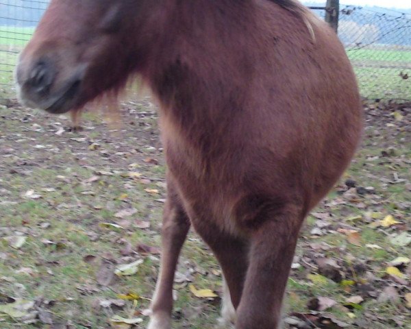 Pferd Marius vom Purnitzgrund (Shetland Pony, 2011, von Mister Milano PrH*)