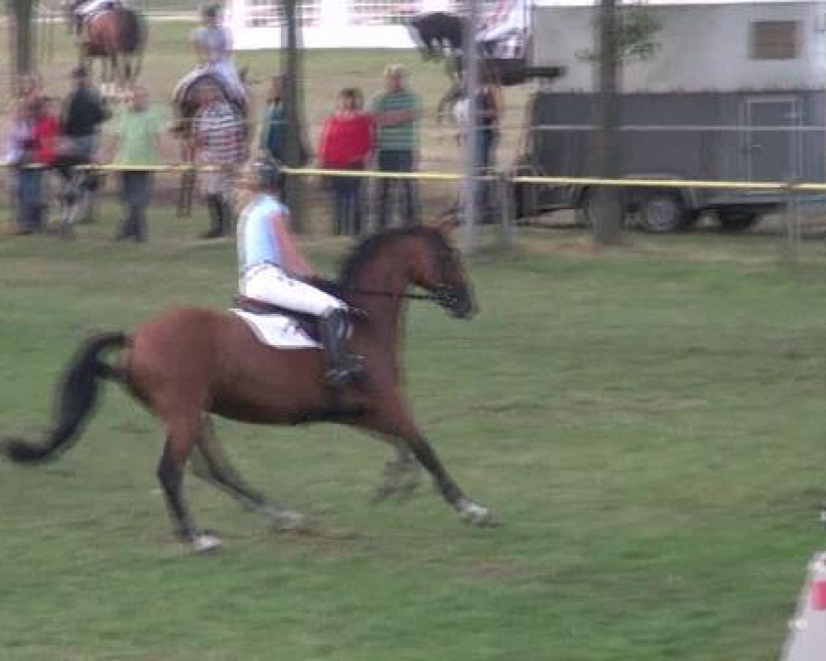 jumper Label 6 (Westphalian, 2006, from Laureus NRW)
