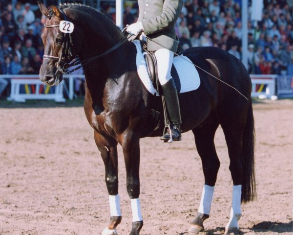 dressage horse D'Olympic (Oldenburg, 1994, from Donnerhall)
