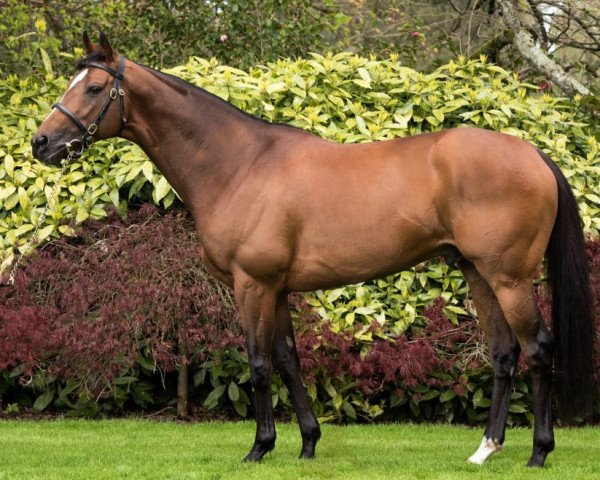 stallion Highland Reel xx (Thoroughbred, 2012, from Galileo xx)