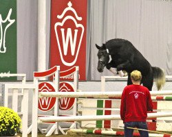 Springpferd Cornlando (Westfale, 2010, von Cornet Obolensky)