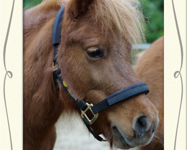 broodmare Sylka (Shetland Pony, 1995, from Bob)