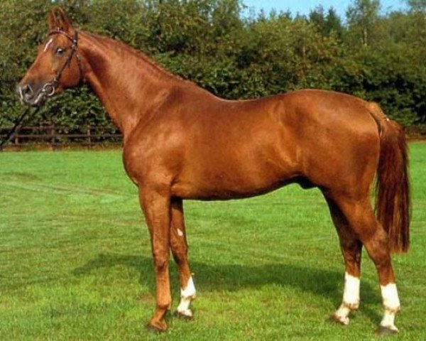stallion Zymbal I 74 FIN (Oldenburg, 1982, from Zeus)