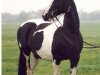 broodmare Wanda (KWPN) (KWPN (Royal Dutch Sporthorse), 1980, from Pericles xx)