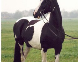 Zuchtstute Wanda (KWPN (Niederländisches Warmblut), 1980, von Pericles xx)