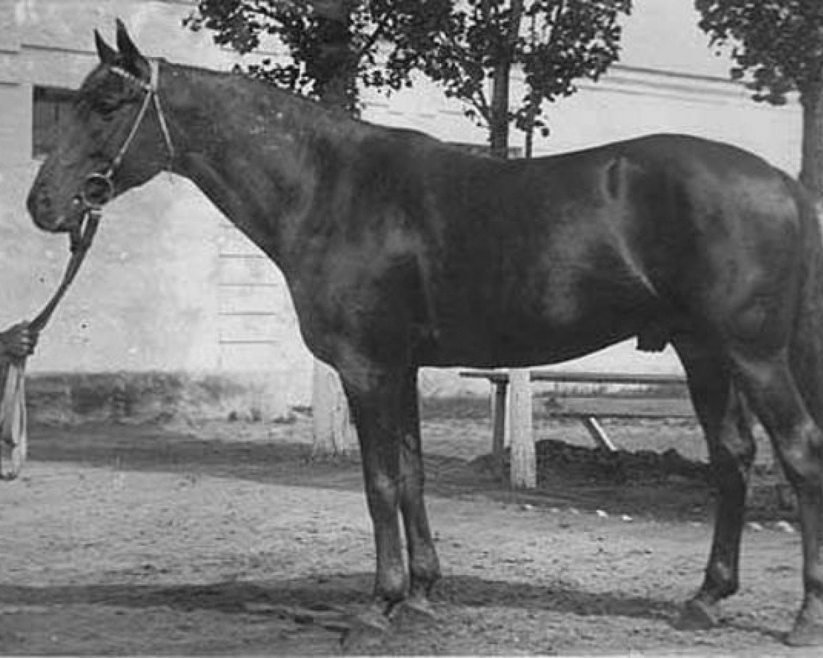 stallion Kann 1927 ox (Arabian purebred, 1927, from Denousté 1921 ox)