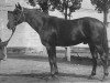stallion Kann 1927 ox (Arabian thoroughbred, 1927, from Denousté 1921 ox)