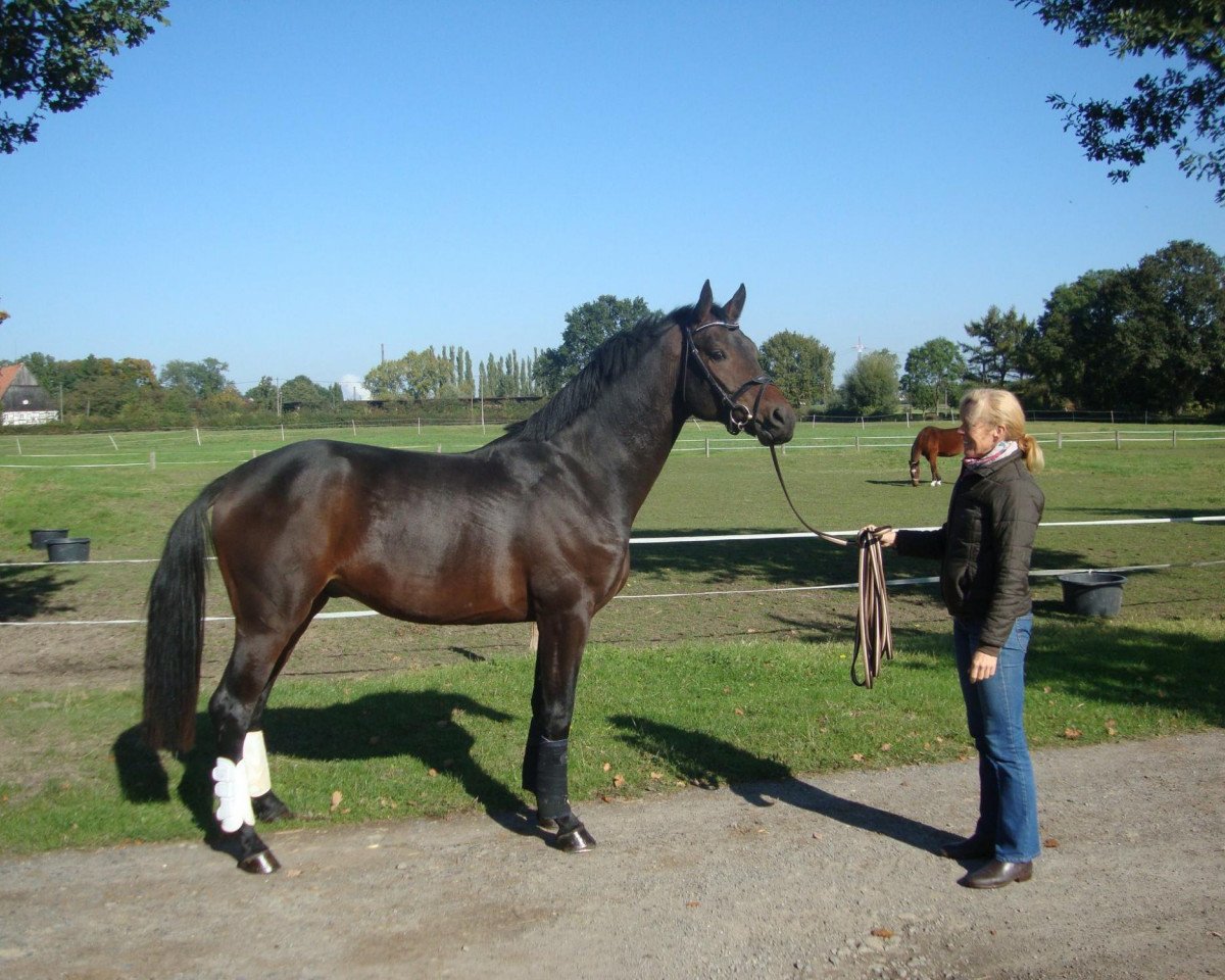 jumper Captain Cornet Db (Westphalian, 2010, from Captain Fire)