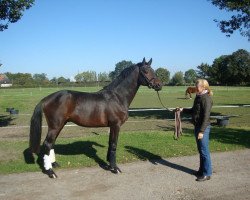 jumper Captain Cornet Db (Westphalian, 2010, from Captain Fire)