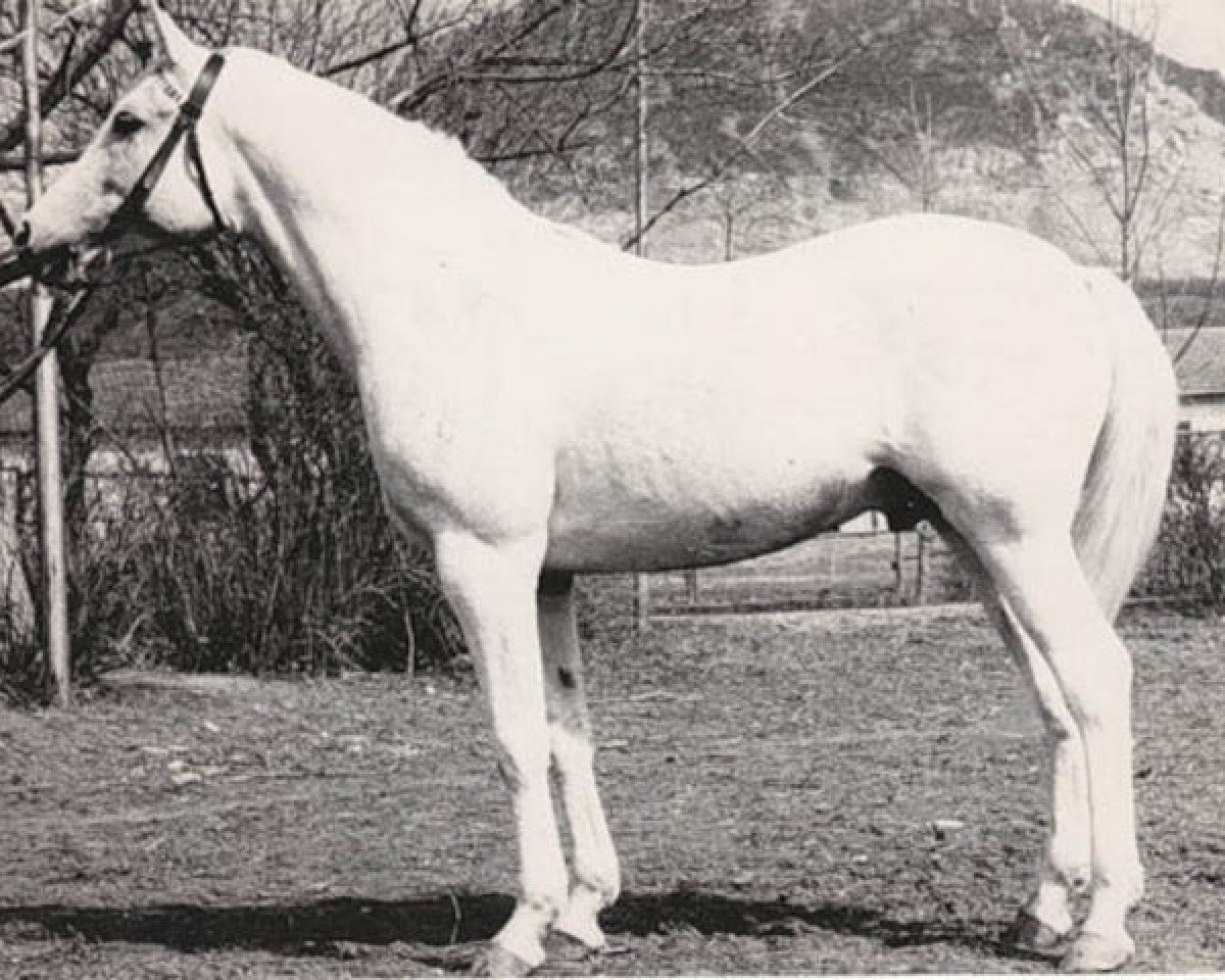 stallion Kankan 1954 ox (Arabian purebred, 1954, from Korej 1939 ox)