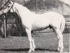 Deckhengst Kankan 1954 ox (Vollblutaraber, 1954, von Korej 1939 ox)