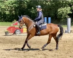 jumper Erna 47 (Swedish Warmblood, 2009, from Wizzerd WV)