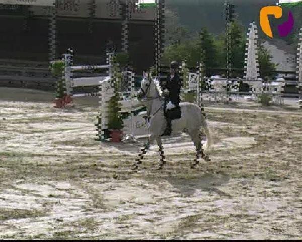 Springpferd Caliente 5 (Belgisches Warmblut, 2003, von Clinton)