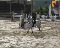 jumper Caliente 5 (Belgian Warmblood, 2003, from Clinton)