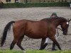 broodmare Cetka (Czech Warmblood, 1986, from Cent 22)