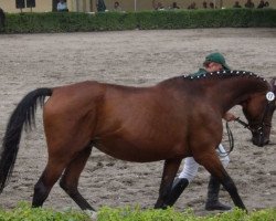 broodmare Cetka (Czech Warmblood, 1986, from Cent 22)