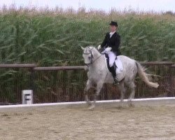 dressage horse Royman's Ratzefummel (Westphalian, 2003, from Royalist)