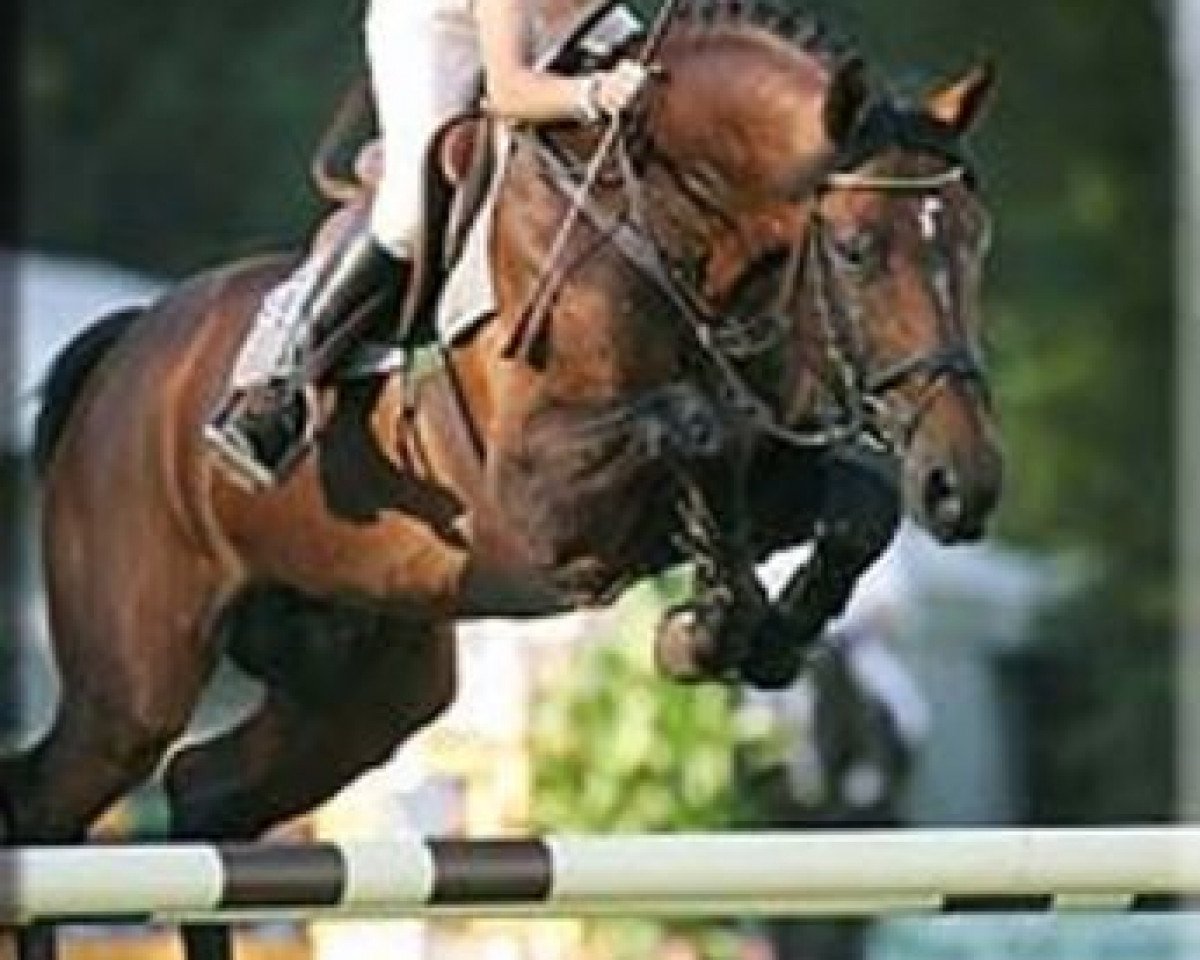 stallion Onassis (Belgian Warmblood, 2000, from Orlando van de Heffinck)