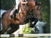 stallion Onassis (Belgian Warmblood, 2000, from Orlando van de Heffinck)