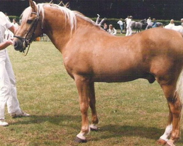 stallion Goudhaantje (Welsh-Cob (Sek. D), 1956, from Llanarth Hywel ap Braint)