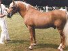 stallion Goudhaantje (Welsh-Cob (Sek. D), 1956, from Llanarth Hywel ap Braint)