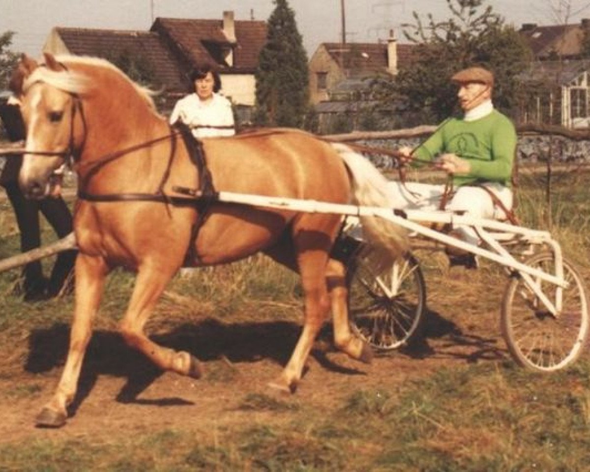 stallion Eckley (Welsh-Cob (Sek. C), 1963, from Goudhaantje)