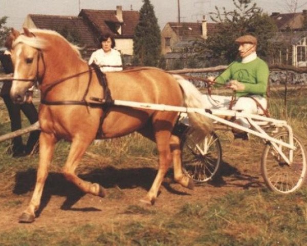 stallion Eckley (Welsh-Cob (Sek. C), 1963, from Goudhaantje)