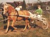 horse Eckley (Welsh-Cob (Sek. C), 1963, from Goudhaantje)