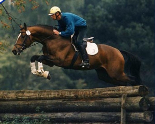 horse Bellheim (Trakehner, 1991, from Saint Cloud)