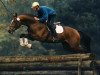 stallion Bellheim (Trakehner, 1991, from Saint Cloud)