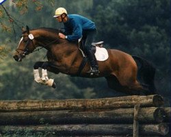 stallion Bellheim (Trakehner, 1991, from Saint Cloud)