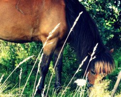 broodmare Rúna vom Ostetal (Iceland Horse, 2000, from Gustur frá Svanavatni)