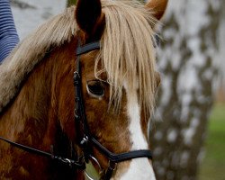 jumper Bandit 477 (German Riding Pony, 2011, from Bonfire)