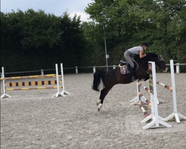jumper Ventus 25 (German Riding Pony, 2008, from Vincent)