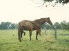 broodmare Arata (Hanoverian, 1979, from Antrieb)