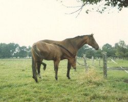 broodmare Arata (Hanoverian, 1979, from Antrieb)