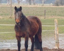 broodmare Wendi (Hanoverian, 1985, from Wendelin I)